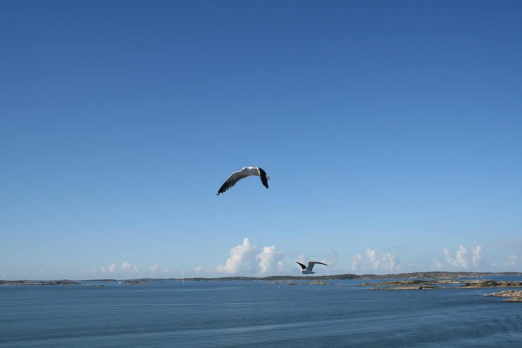 2 vogels vliegen boven de zee